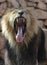 Asiatic Lion yawning