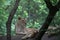 Asiatic Lioness with Cubs