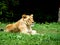 Asiatic Lioness on Green Grass-India