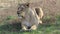 Asiatic lioness Panthera leo persica. A critically endangered species