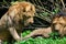 Asiatic Lions or Indian Lions Panthera leo leo Males Resting