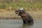 An Asiatic Male Elephant bathing in river