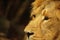 Asiatic male lion close up