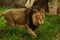 The Asiatic or Persian Lion Panthera leo persica is a subspecies of the lions