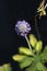 Asiatic primrose Noverna Deep Blue