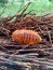 Asiatic rhinoceros beetle coconut rhinoceros beetle or coconut palm rhinoceros beetle with natural background. This animal is a