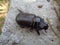 Asiatic rhinoceros beetle the exotic animal from asia indonesia