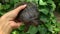 Asiatic softshell turtle