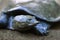 The Asiatic softshell turtle or black-rayed softshell turtle (Amyda cartilaginea)