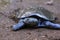 The Asiatic softshell turtle or black-rayed softshell turtle (Amyda cartilaginea)
