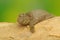 An Asiatic softshell turtle that have just hatched from an egg.