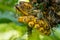 Asiatic striped squirrel on bunch of fully ripe banana and feeding on it