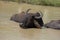 Asiatic water buffalo resting in cool water