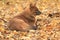 Asiatic wild dog