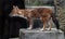 Asiatic wild dog on the stairs 1