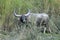 Asiatic wild water buffalo