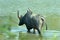 Asiatic wild water buffalo crossing lake