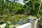 Asien garden pond plants and green