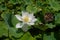 Asien garden pond plants and green