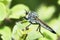 Asilidae