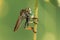 Asilidae Asiloidea Arthropoda Bombyliidae insect