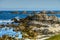 Asilomar State Marine Reserve