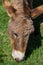 Asino Amiatino, Amiatino Donkey Grazing On Mount Labbro Equus af