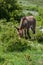 Asino Amiatino, Amiatino Donkey Grazing On Mount Labbro Equus af