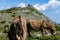 Asino Amiatino, Amiatino Donkey Grazing On Mount Labbro Equus af