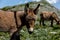 Asino Amiatino, Amiatino Donkey Grazing On Mount Labbro Equus af