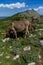 Asino Amiatino, Amiatino Donkey Grazing On Mount Labbro Equus af