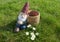 Asleep garden gnome sits on a green meadow with daisies and leans against a basket