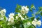 Asmine flowers on blue sky background