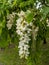 Asmine tree branch with small white flowers