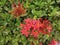 Asoka flower red green leaf