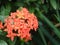 The asoka or sara asoca flower plant has green leaves.