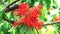 Asoka, Saraca, Sorrowless tree bouquet flowers is blooming in garden