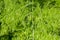Asparaga leaves, Asparagus setaceus, commonly known as common, climbing asparagus, or ferny asparagus