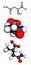 Asparagine (Asn, N) amino acid, molecular model
