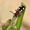 Asparagus beetle (Crioceris asparagi) on damaged stem of vegetable