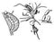 Asparagus Beetle, vintage illustration