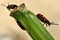 Asparagus beetles (Crioceris asparagi) on damaged stem of vegetable