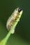 Asparagus beetles (Crioceris asparagi) larva eating vegetable shoot