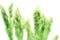 The Asparagus bind with brown ribbon on white background