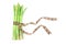 Asparagus bind with brown ribbon on white background and text sp