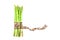 Asparagus bind with brown ribbon on white background and text sp