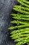 Asparagus. bunch of fresh asparagus. banches of fresh green asparagus on dark background, Pickled Green Asparagus. Close up.