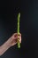 Asparagus. bunch of fresh asparagus in women`s hands. banches of fresh green asparagus on dark background, Pickled Green Asparagu
