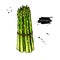 Asparagus bunch hand drawn vector illustration. Isolated Vegetable colorful object.