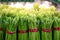 Asparagus in Bundles : Fresh green asparagus.Healthy eating. at the farmer`s supermarke ,farming concept selective focus